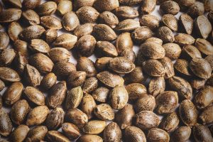 Ventajas de comprar semillas de marihuana a granel: ahorro, planificación y control de calidad