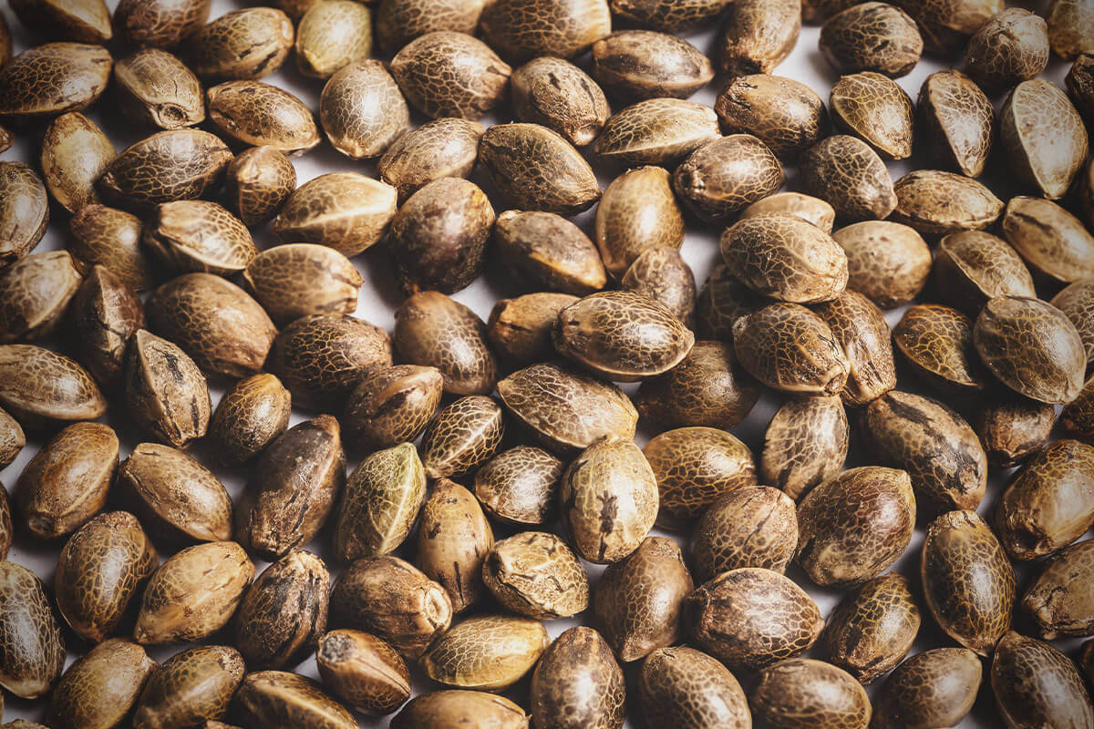 ventajas de comprar semillas de marihuana a granvel ahorro planificacion y control de calidad